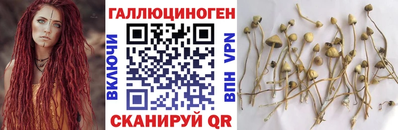 Псилоцибиновые грибы мухоморы kraken сайт Петровск-Забайкальский
